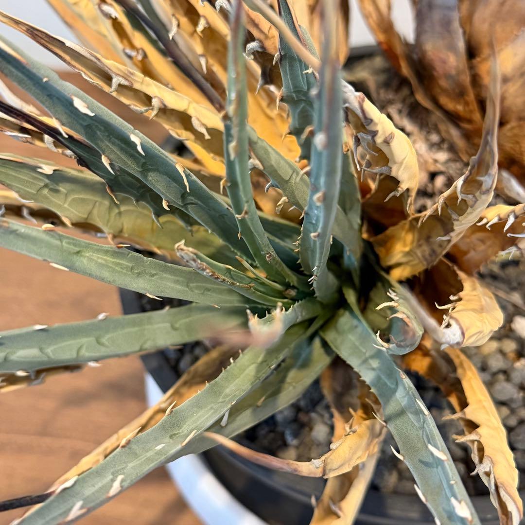 【希少】アガベユタエンシスエボリスピナ 群生 現地球 発根済 多肉 大株 親株