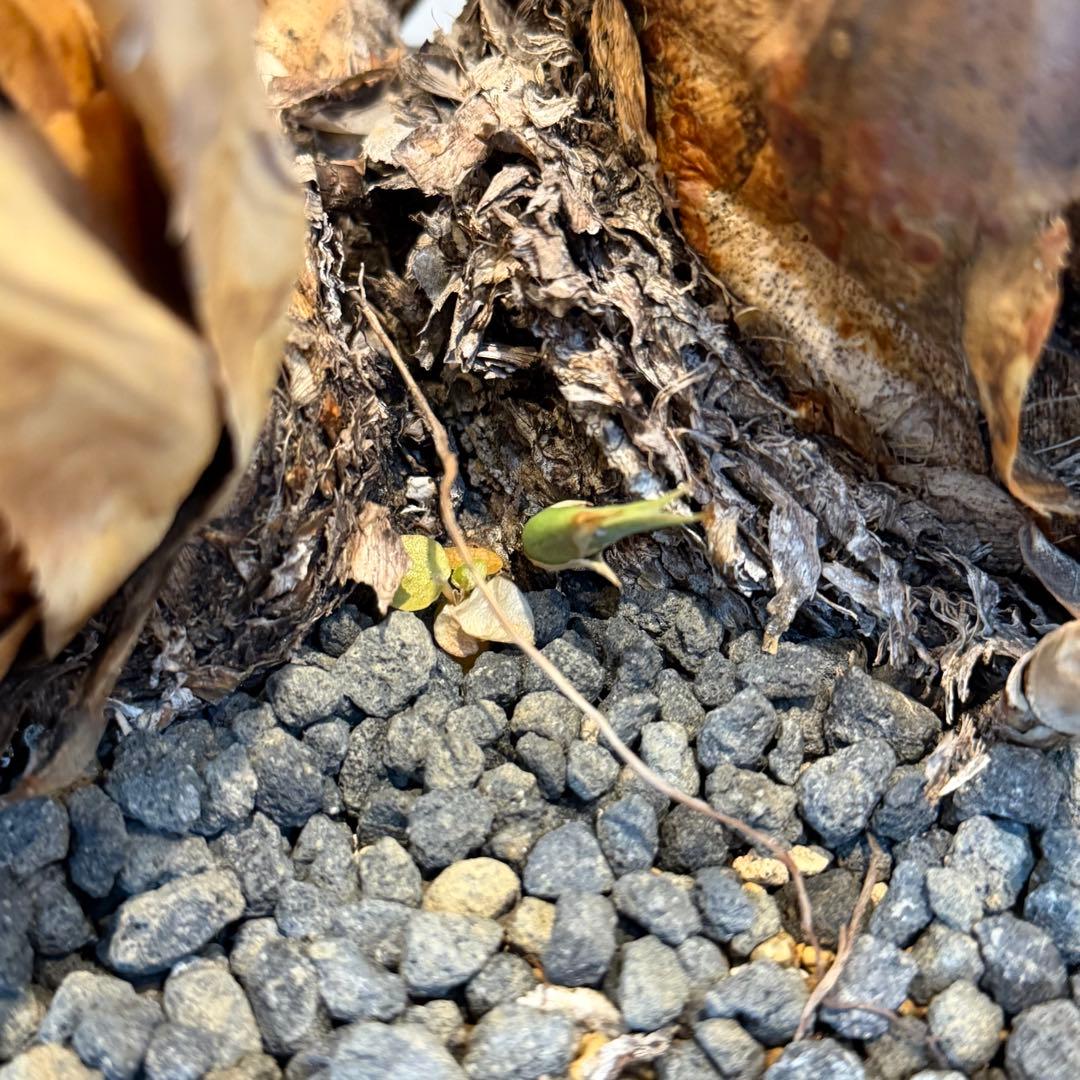 【希少】アガベユタエンシスエボリスピナ 群生 現地球 発根済 多肉 大株 親株