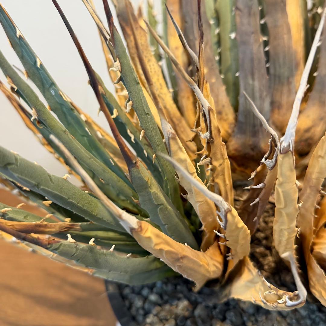 【希少】アガベユタエンシスエボリスピナ 群生 現地球 発根済 多肉 大株 親株