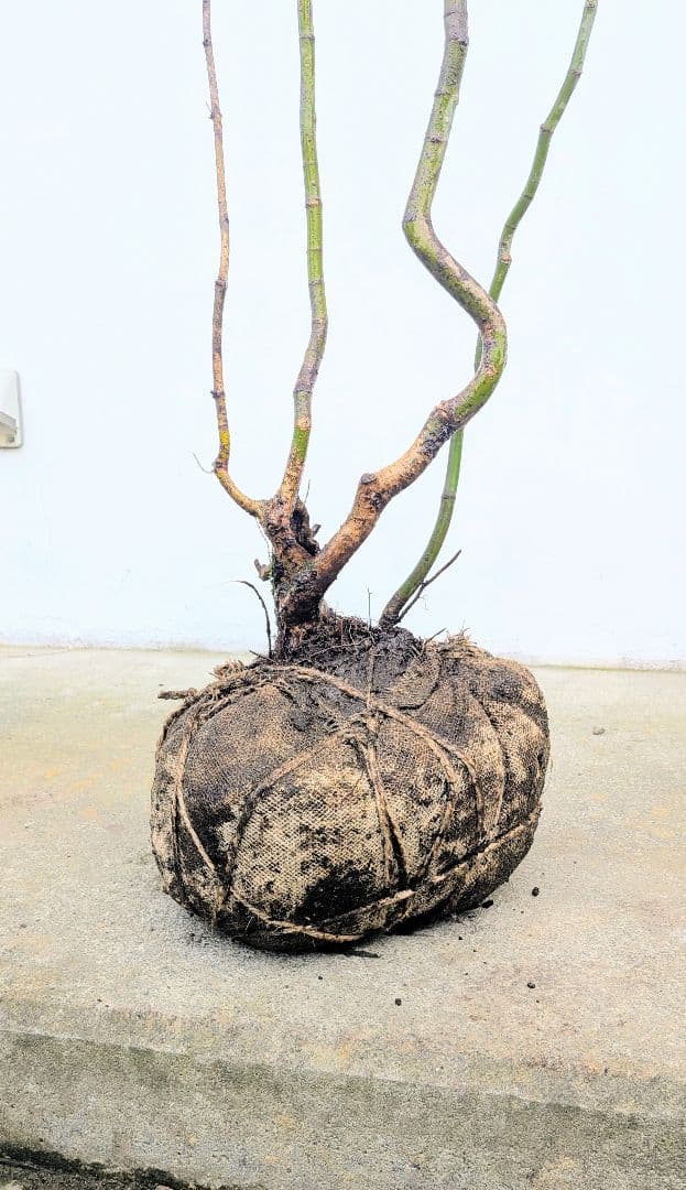 HIME_01_17さま。。山採りコハウチワカエデ。