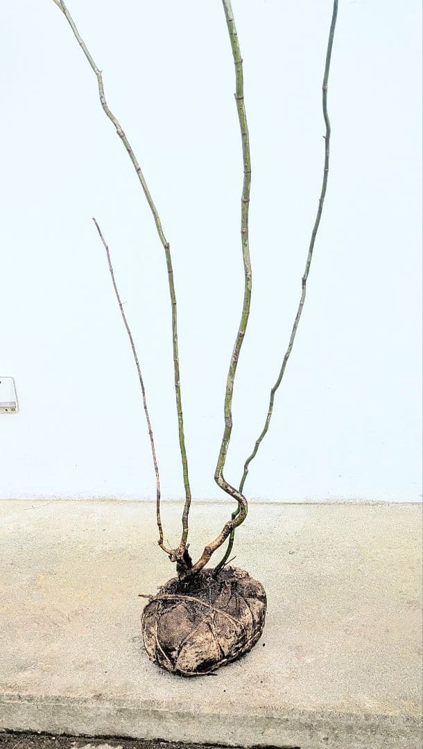 HIME_01_17さま。。山採りコハウチワカエデ。