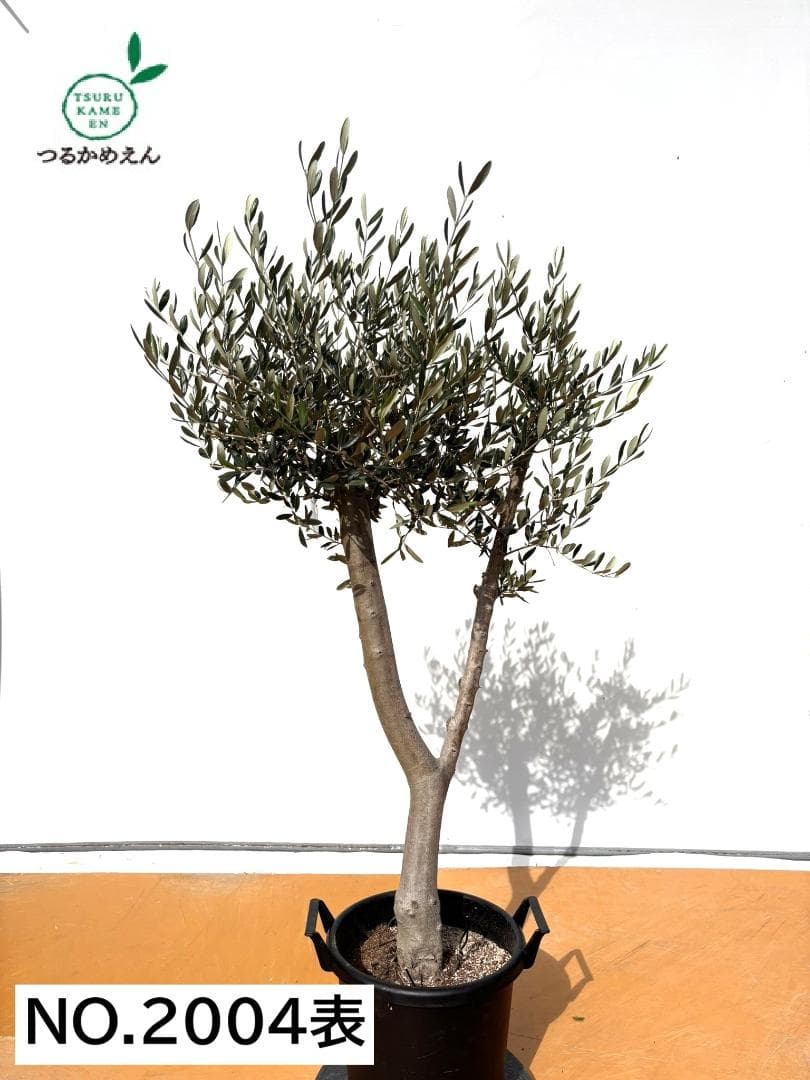 オリーブの木　ルッカ　約160cm　NO.2004　大型　人気品種　現品掲載