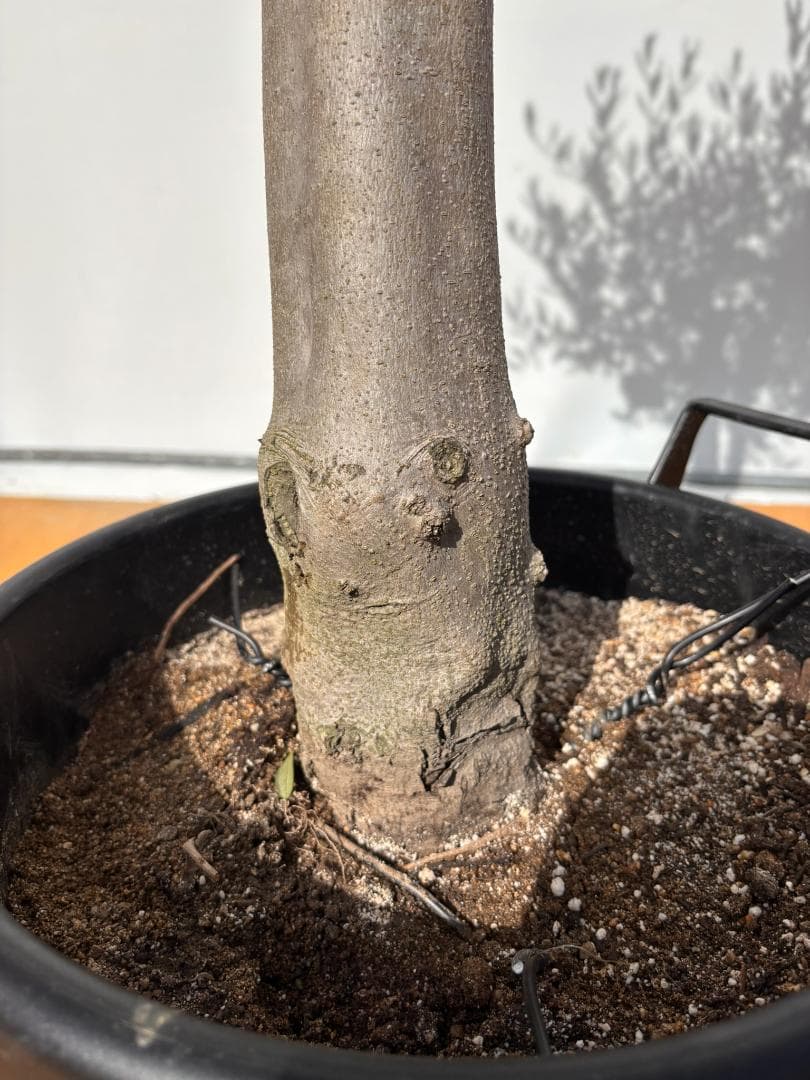 オリーブの木　ルッカ　約160cm　NO.2004　大型　人気品種　現品掲載