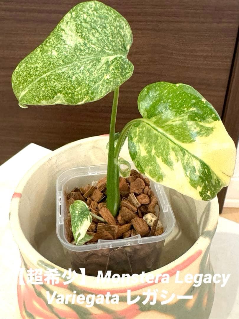 超希少最高級】Monstera Legacy Variegata レガシー - メルカリ