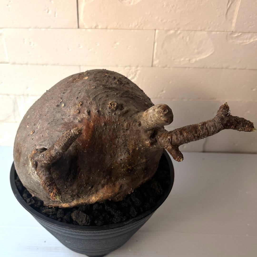 PG40 パキポディウム グラキリス 発根済 現地株