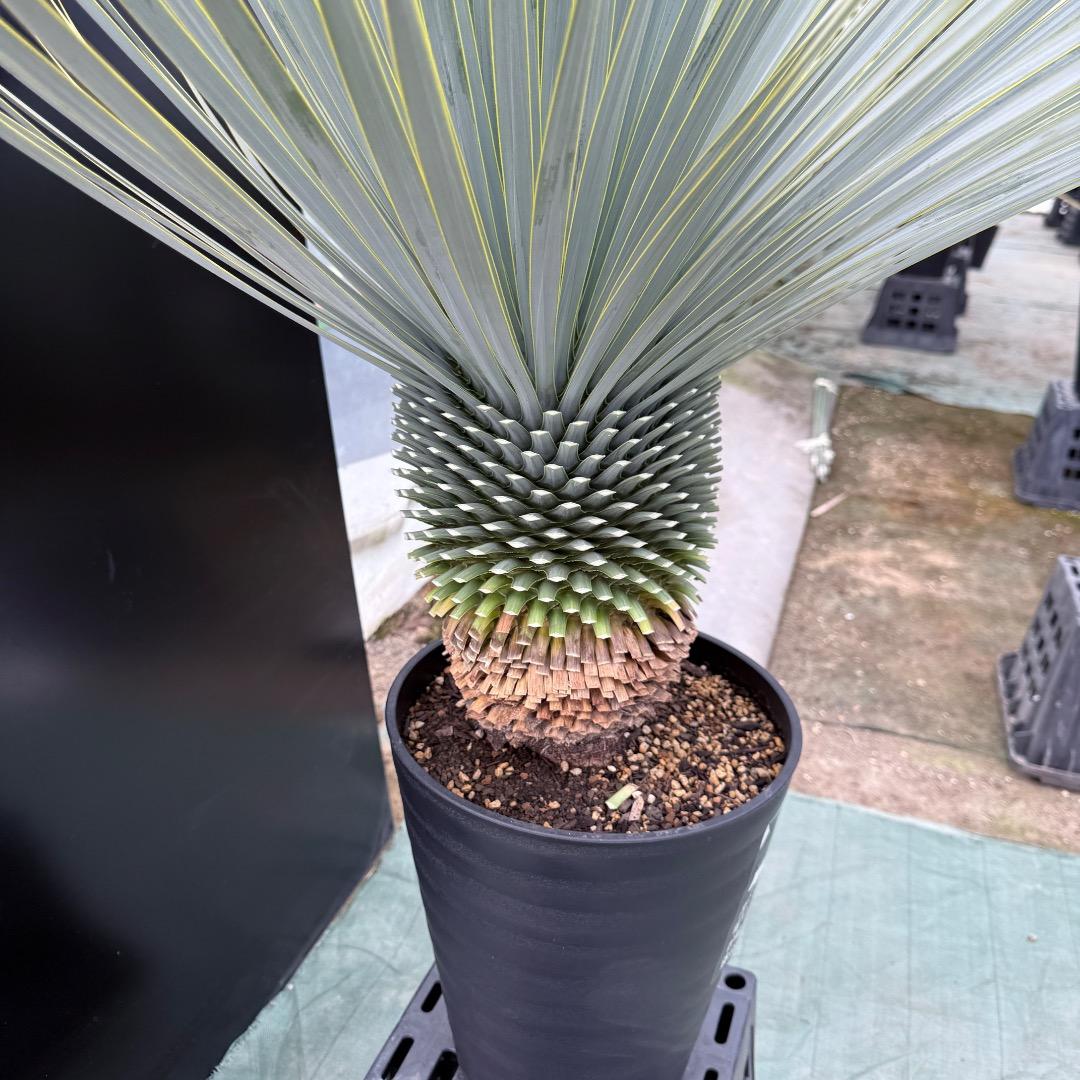 【AL1019】ユッカ　ロストラータ　シルバーブルー個体　超極太　超超美形