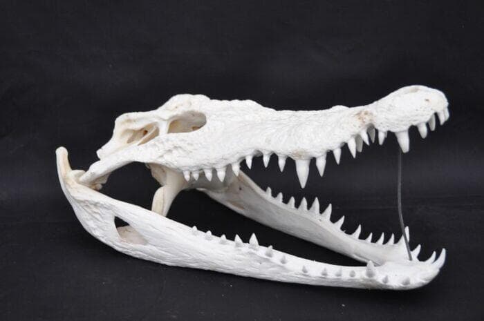 ma様専用【実物】ワニ頭骨 シャムワニ 頭骨標本 本物 ワニ 標本 美品