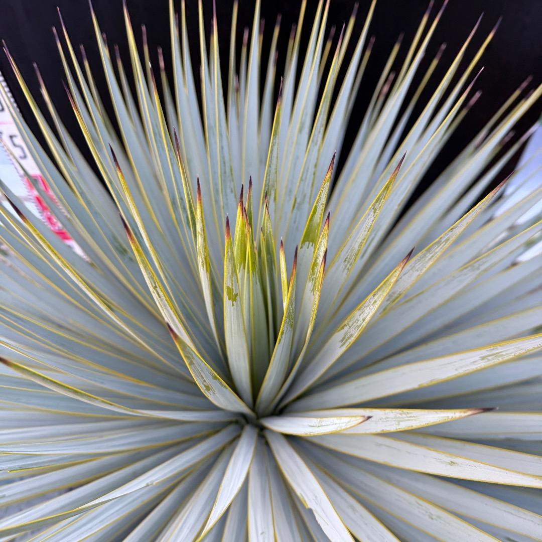 M*n様 【AL1099】ユッカ　ロストラータ　超美形