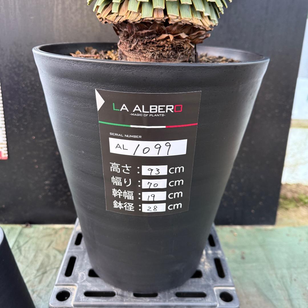 M*n様 【AL1099】ユッカ　ロストラータ　超美形