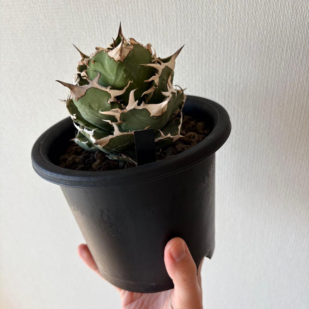 ボ*ル様 【鉢付き】アガベ チタノタ CG-01 COK 追星 中株 美株