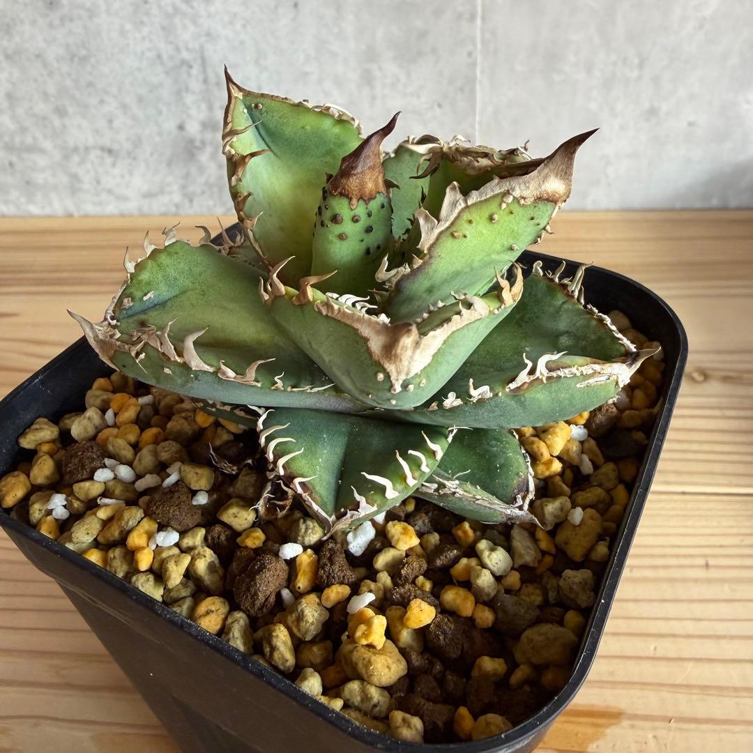 アガベ チタノタ 冰雹