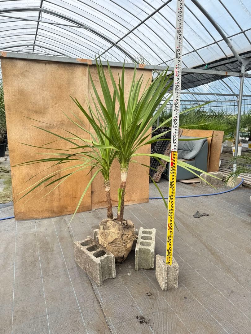 ドラセナ・ニオイシュロラン 2本立 根巻き済み 高さ約1.6m シンボルツリー