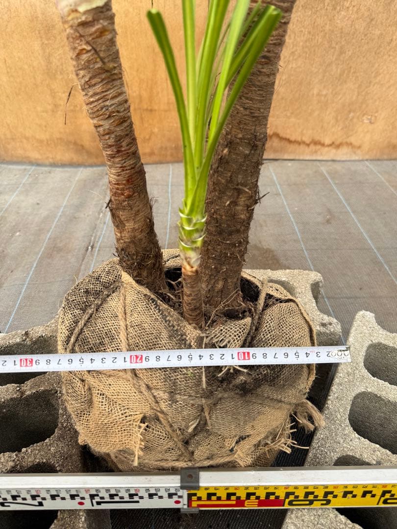 ドラセナ・ニオイシュロラン 2本立 根巻き済み 高さ約1.6m シンボルツリー