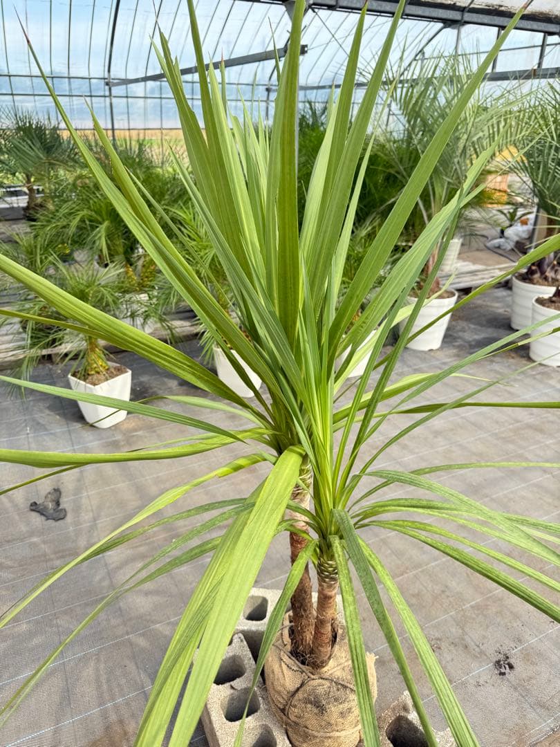 ドラセナ・ニオイシュロラン 2本立 根巻き済み 高さ約1.6m シンボルツリー