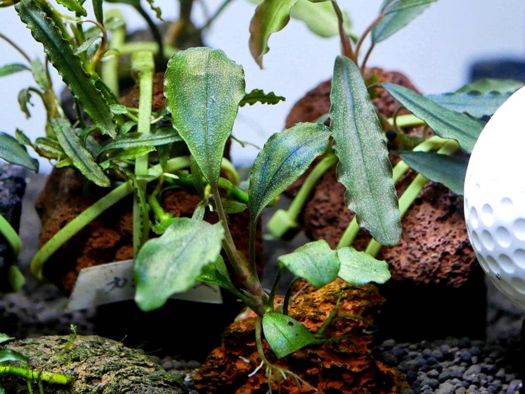 ブセファランドラ『１６種１６株』【完全水中葉【レア種入】※リピーター様はオマケ付