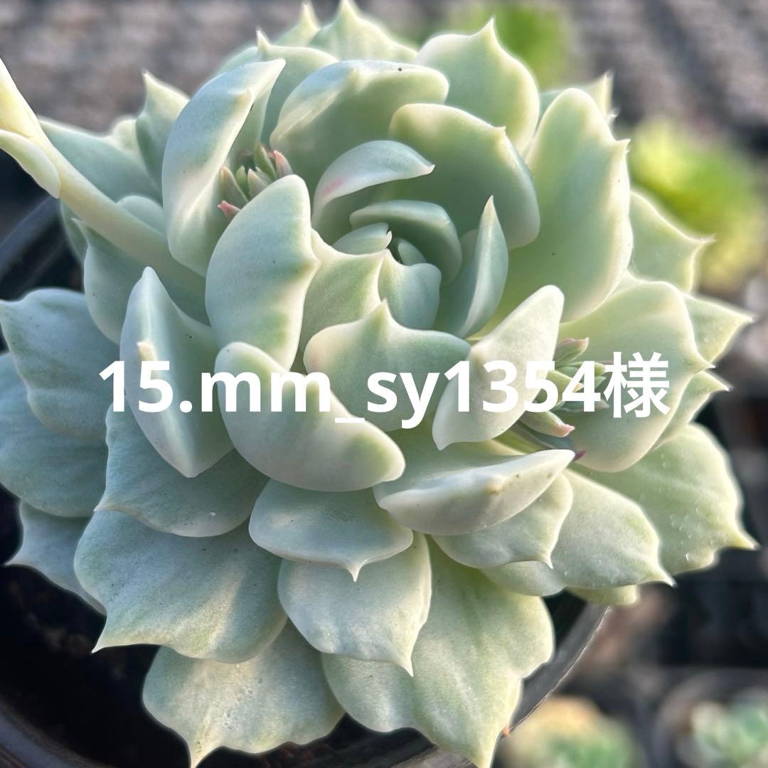 15.mm_sy1354様 SAINT M×××××× - 【ラスト1点】 SM-YS1-0000-054 / NYLON PULLOVER