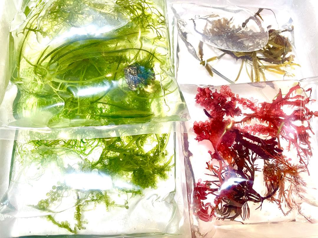 匿名配送】 海藻 いろいろ セット 宅急便