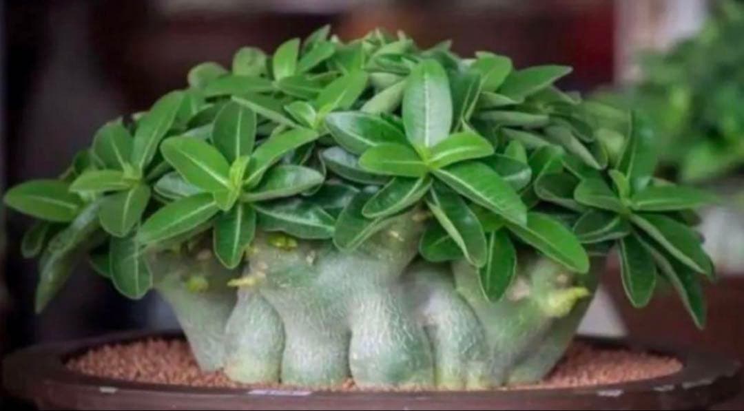 激レア/ドワーフ/極太/塊根】アデニウム アラビカムV2ハック鉢植え B-5