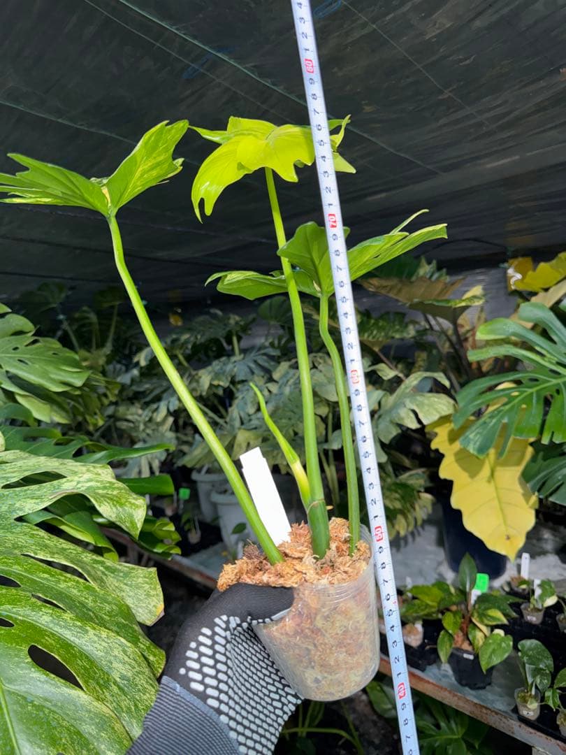 KN3 フィロデンドロン　キティナ　健康株