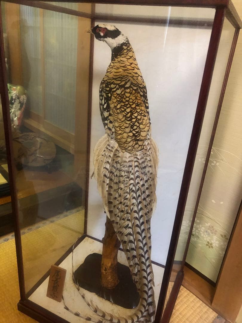 尾長鶏」の剥製 - メルカリ