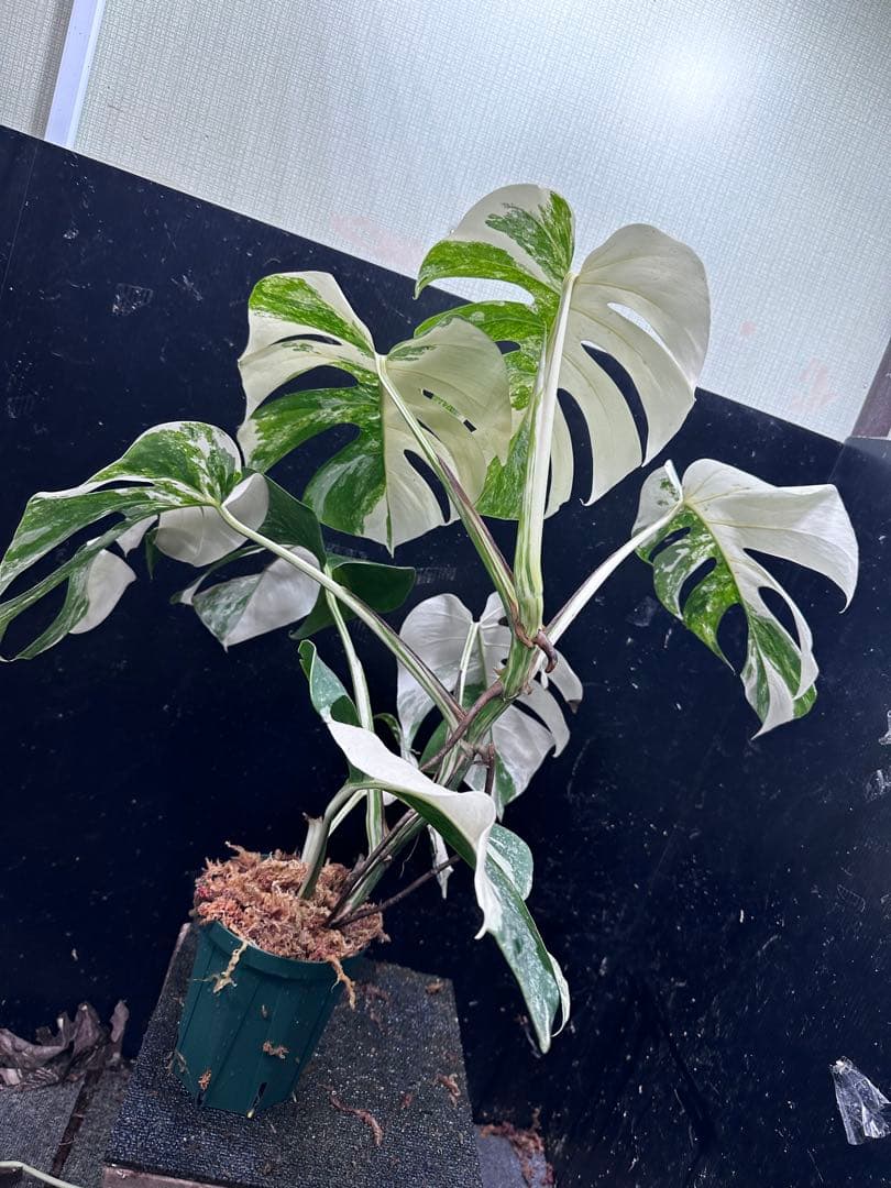 a*9様 斑入りモンステラ ホワイトタイガー極美大株73cm白斑多