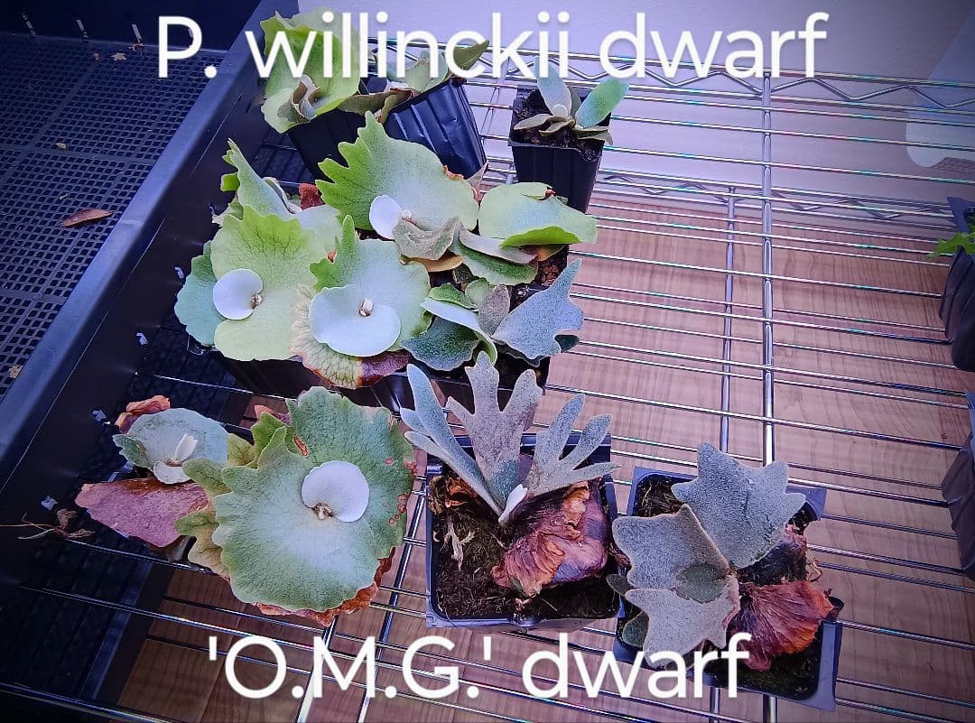 willinckii Fly ドワーフ確定 ⑧