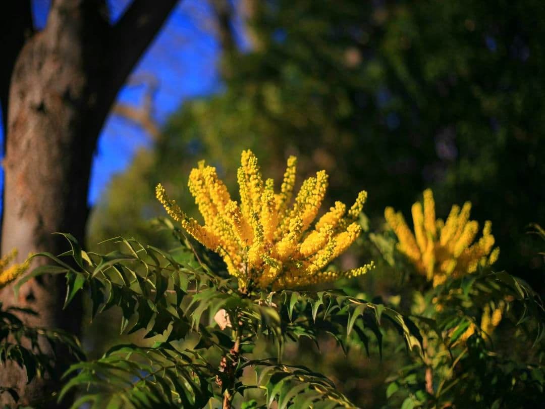 Canon EOS 5D初代 EF50mm F1.8 II付 美品