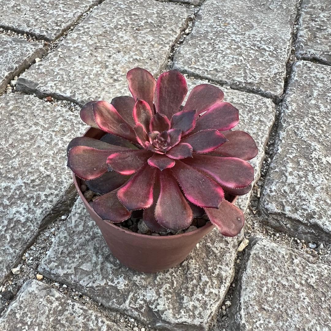 メルカリ便発送☆多肉植物 アロエ属 プラテンシス(実生選抜S5のカキコ