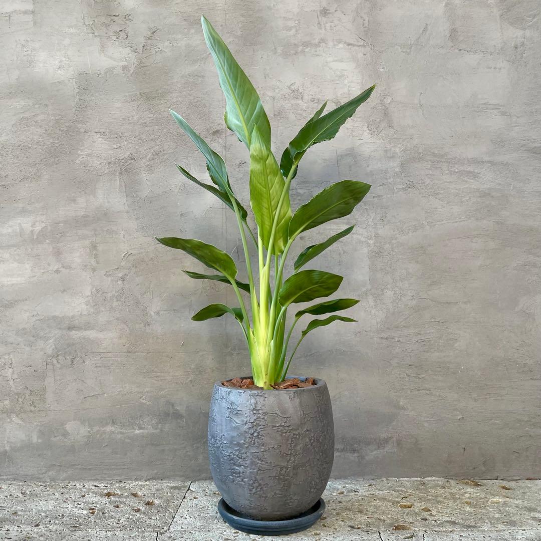 ストレリチア　レギネ　陶器鉢　植え込み発送