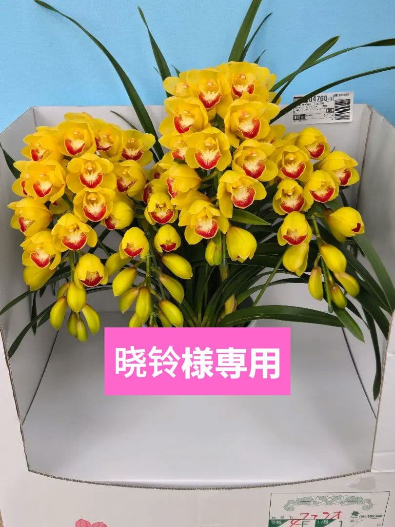 ☆シンビジューム☆CYM ファラオ☆陶器7号鉢☆4F☆