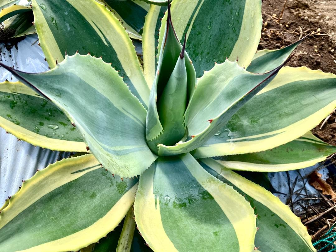 [美大株]オバティフォリア オルカ アガベ