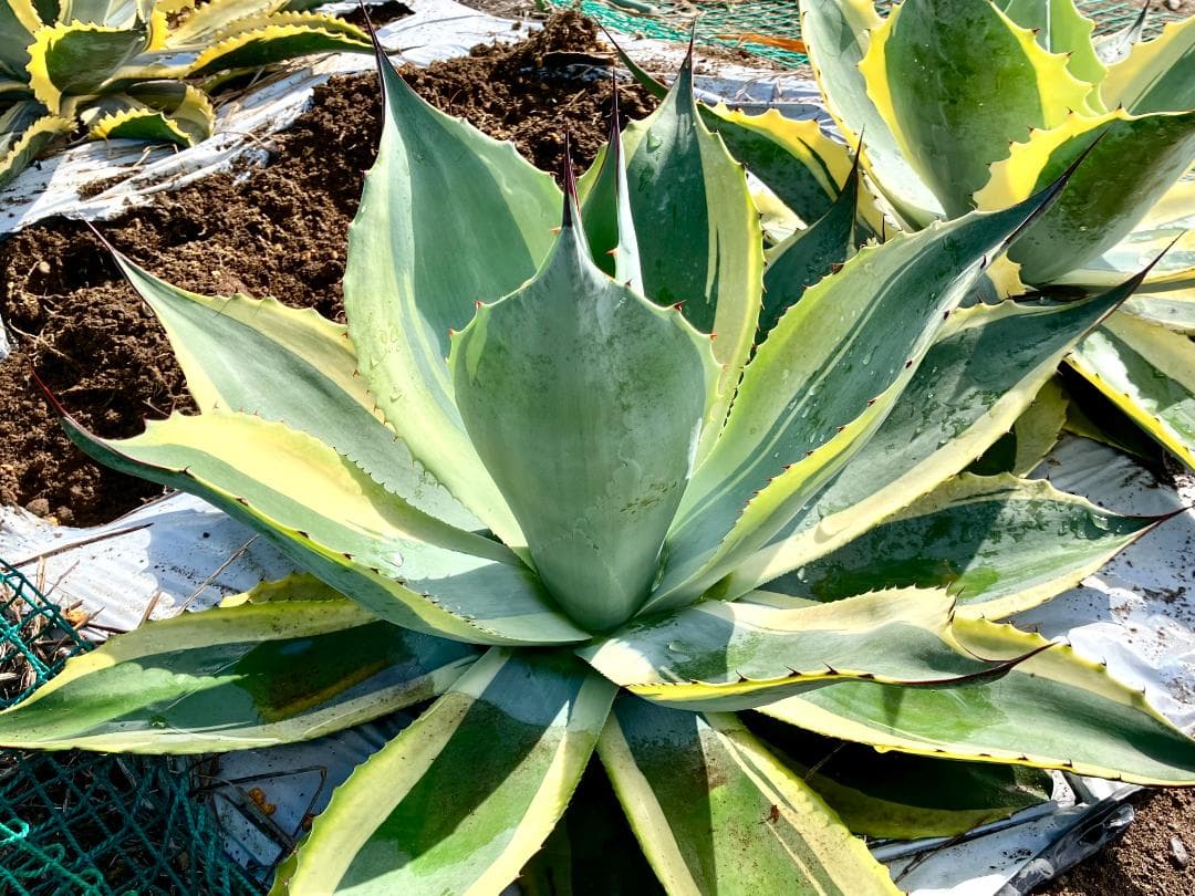 [美大株]オバティフォリア オルカ アガベ