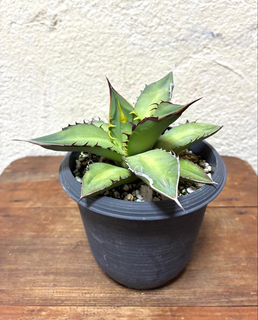 アガベ オテロイ - メルカリ