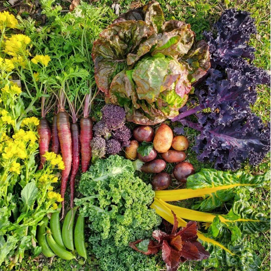 ピースバインミニトマトの種(自然栽培・固定種)