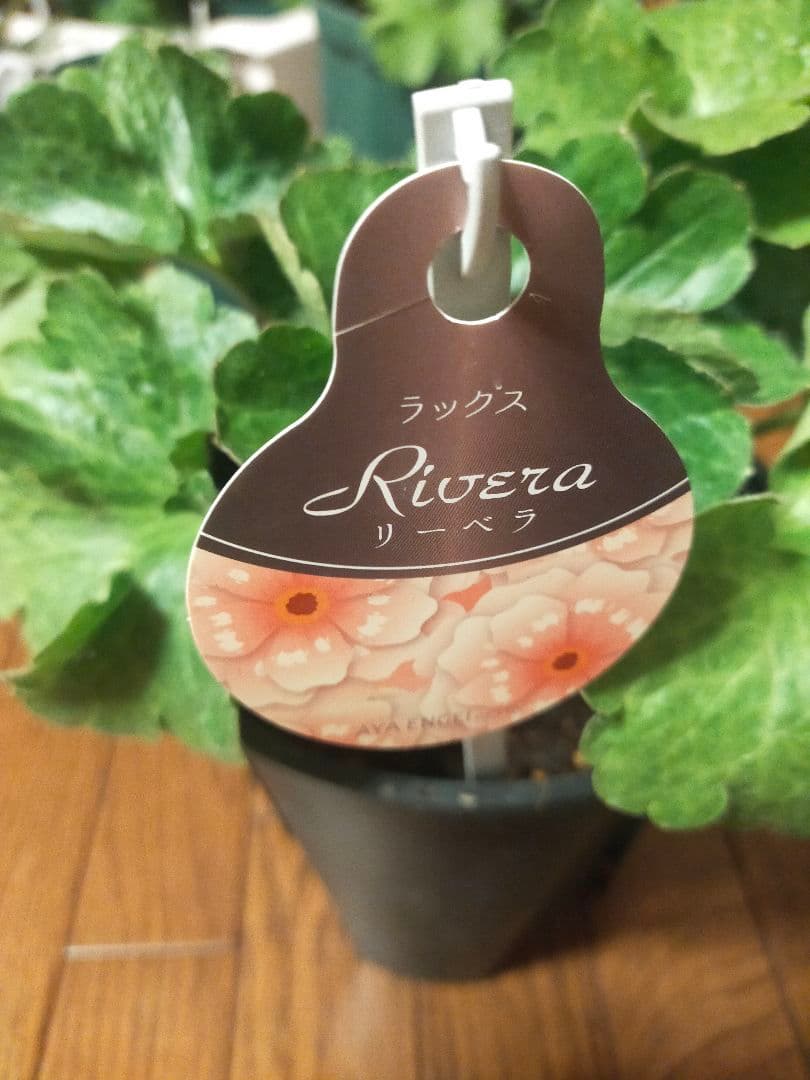 ラナンキュラスラックス　リーベラ　苗　ラベル付き