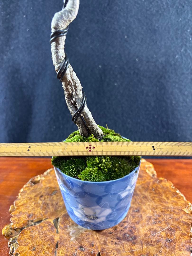 貴風盆栽、黒松根上り、文人 目立った傷や汚れ無し - メルカリ