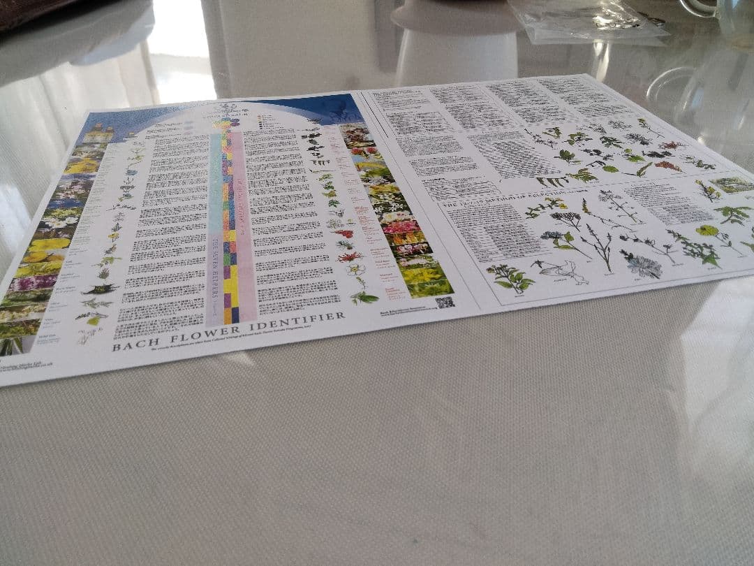 PON☆55様■ ホワイトチェストナット2 チコリ2 インパチェンス1