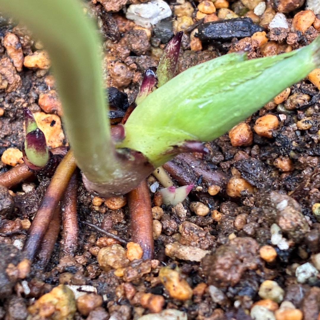 あ*号様 ☘️ラスト2☘️根充実❤️沢山新芽元気株❤️3263⭐️極上美⭐️ソレ