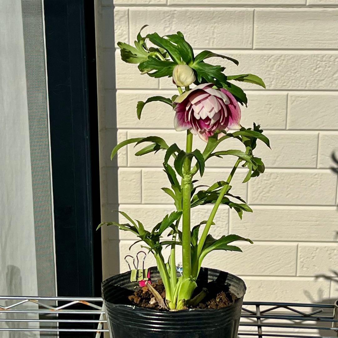 あ*号様 ☘️ラスト2☘️根充実❤️沢山新芽元気株❤️3263⭐️極上美⭐️ソレ