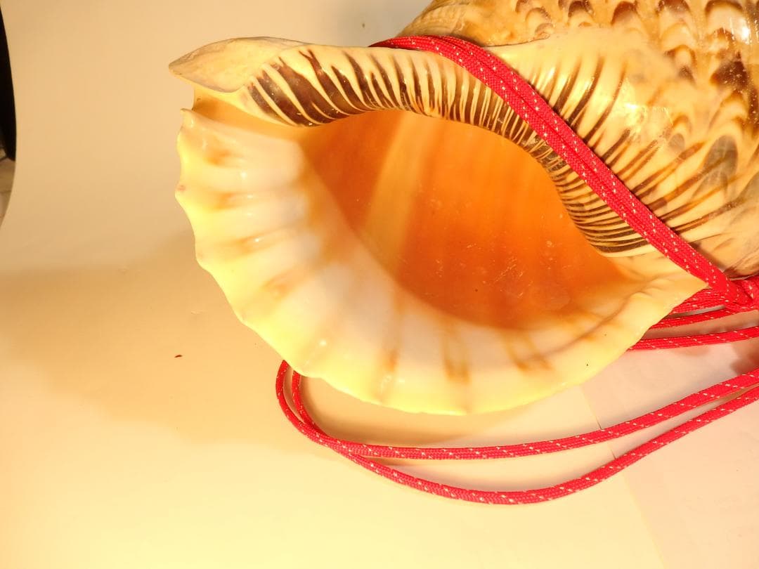 法螺貝 約41㎝ 木製歌口,赤紐付　新品　 MH-448