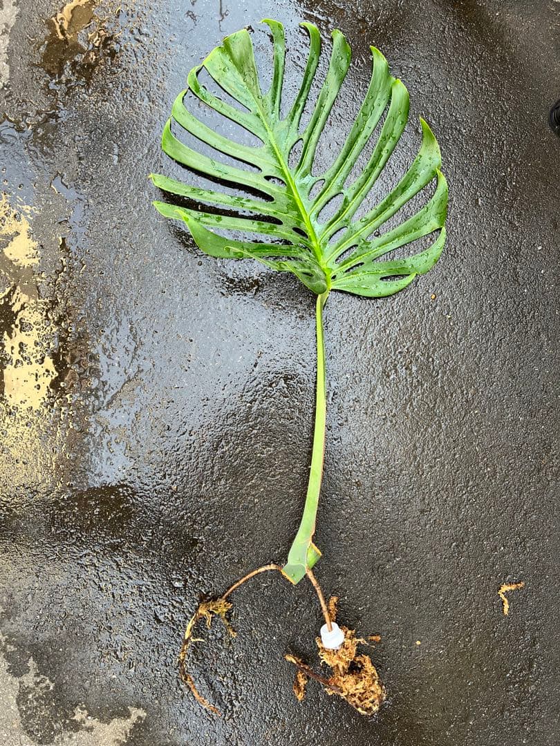 スケルトン】ミドルカット3 モンステラ - メルカリ