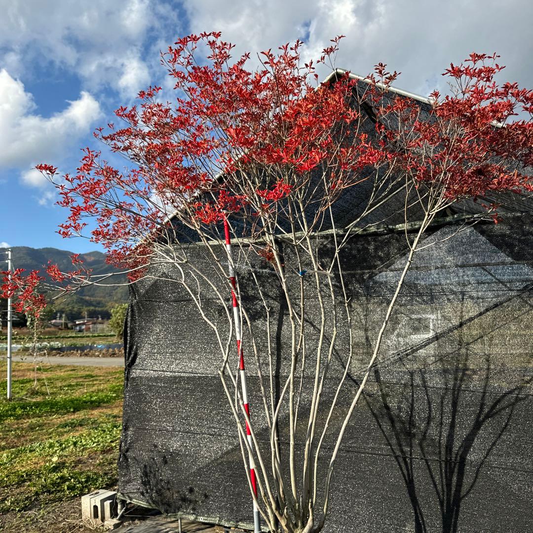 《お引き取り/本州配送可》特大極上天然木/ドウダンツツジ【現品限り】