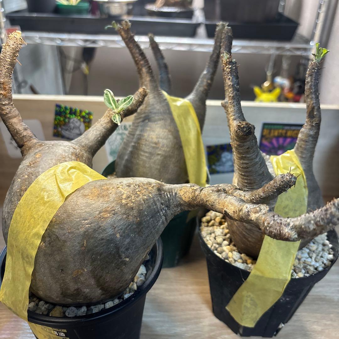 エ*リ様 塊根植物 グラキリス　発根管理中　現地球