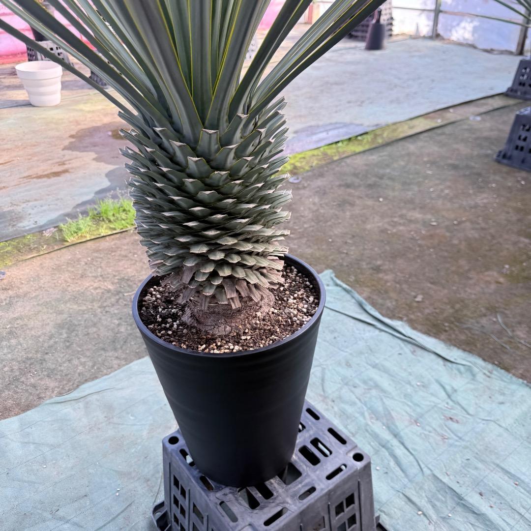 【AL1171】ユッカ　リギダ