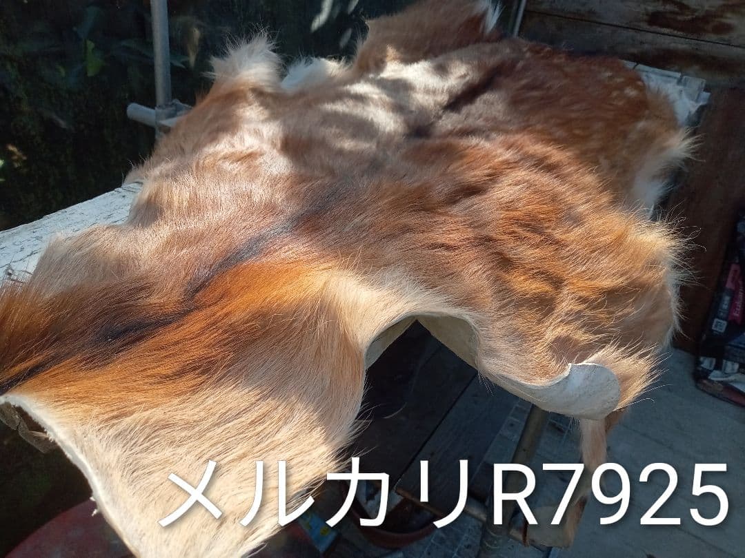 天然日本鹿　夏毛　毛皮