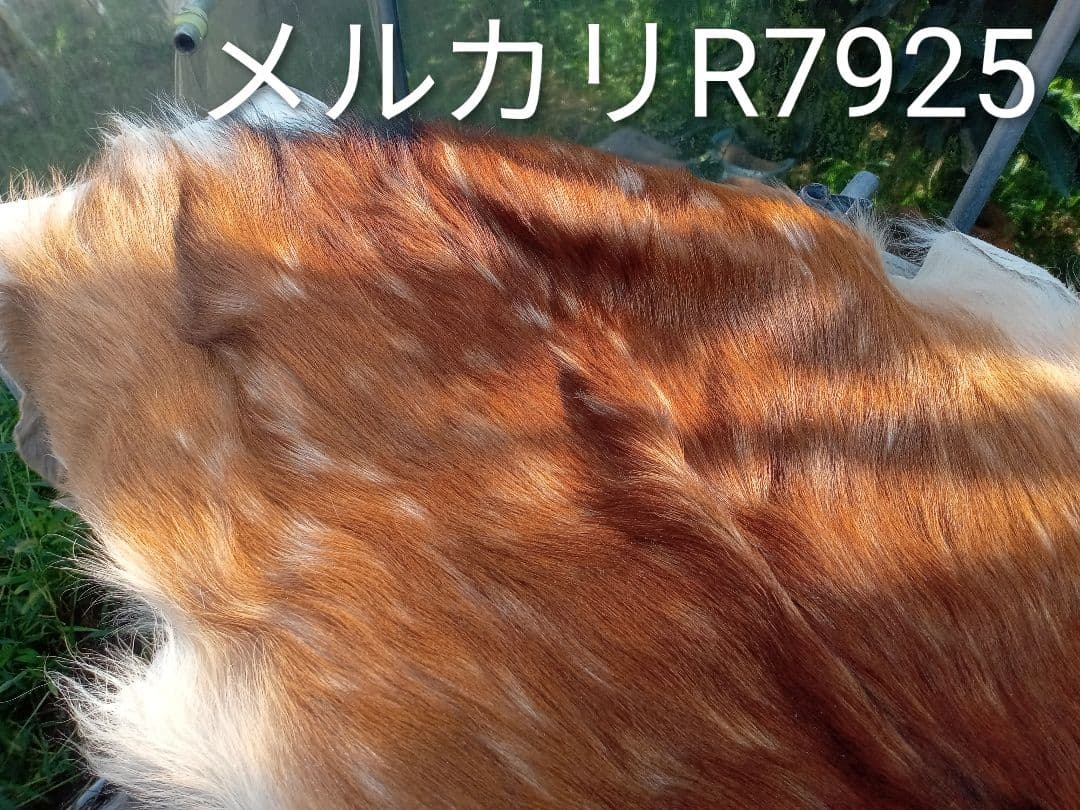 天然日本鹿　夏毛　毛皮