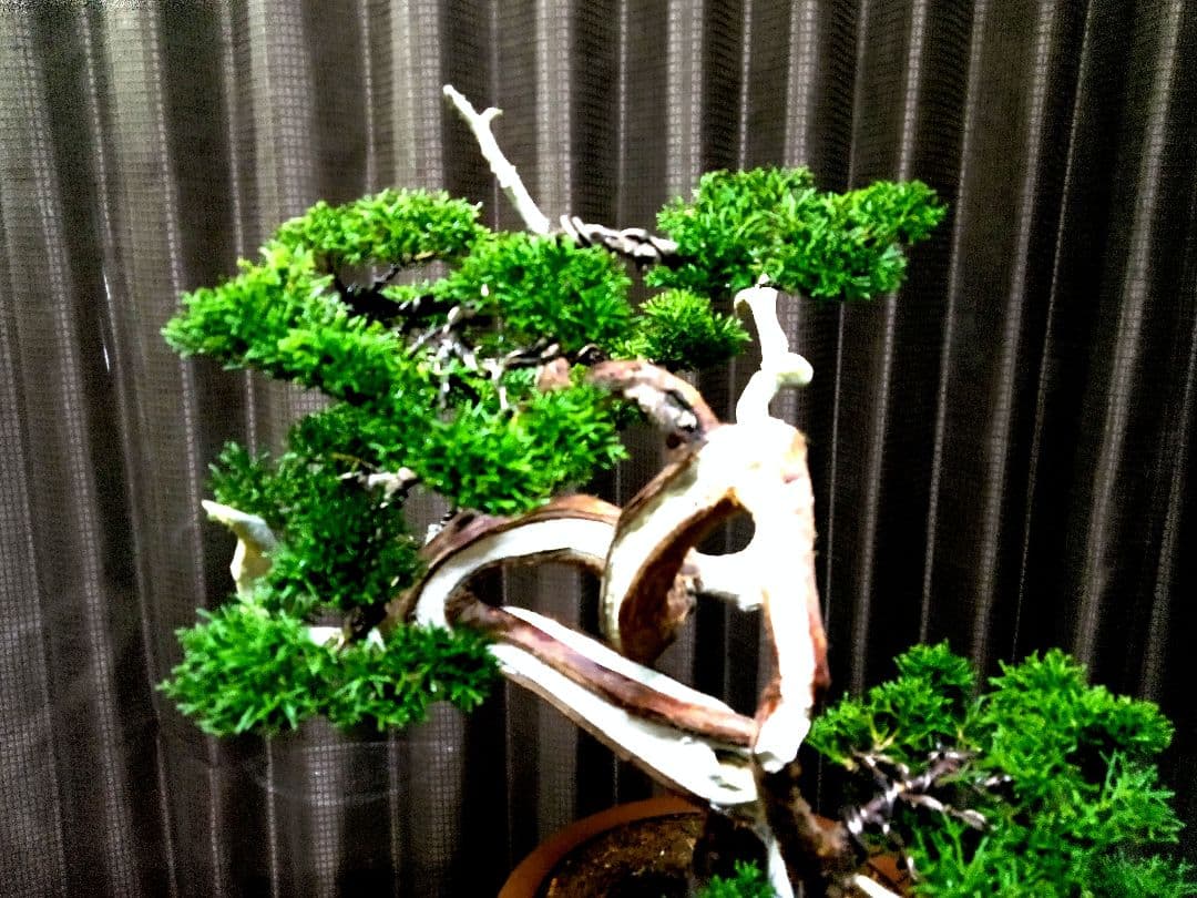 【中品　真柏盆栽】セール　　　　　 ⭕山木風に仕上げた一品❗ ★新春限定価格★