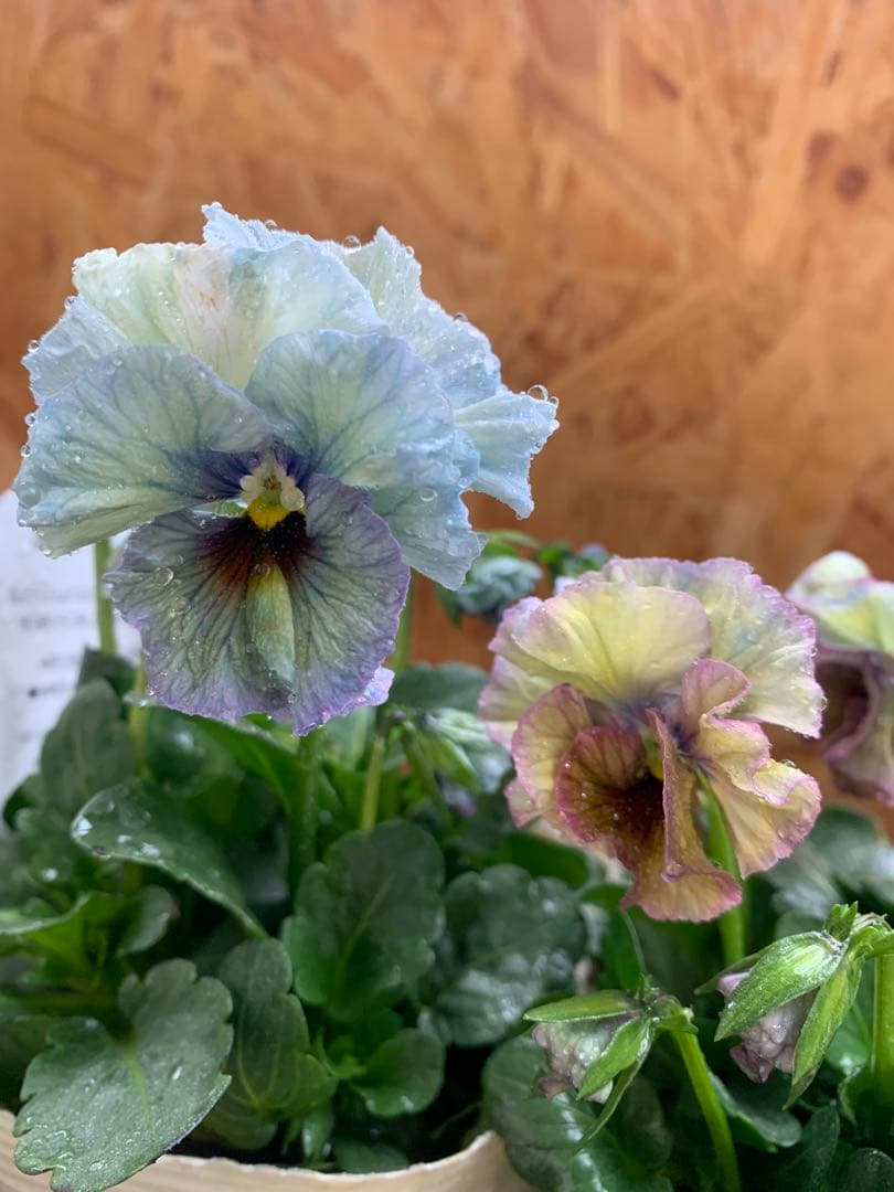 R*U様 \"和\" 2苗セット　no6