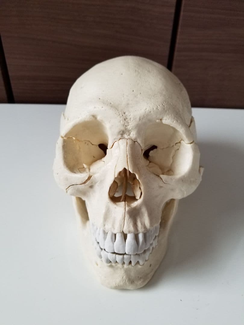 A 22/1 解剖学的頭蓋骨模型 3B 頭蓋骨22分解キット，マルチカラー仕様