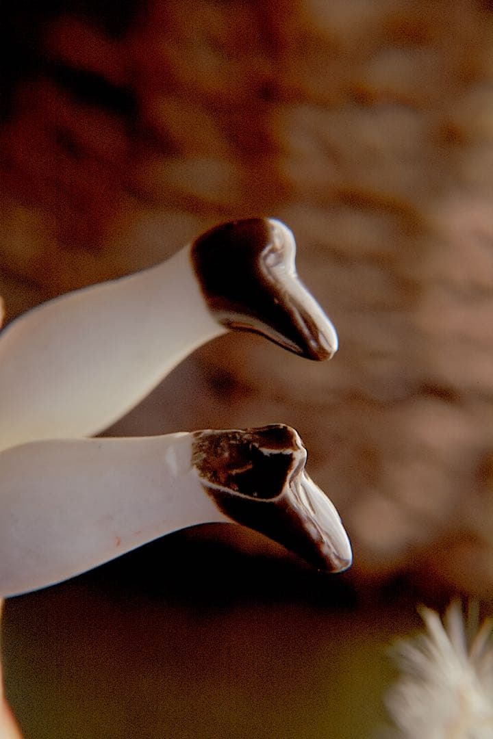 n*o様 アンティーク チャイナヘッドドール ドイツ 　ビスクドール